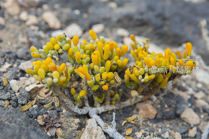 Zygophyllum fontanesii -大金丝雀